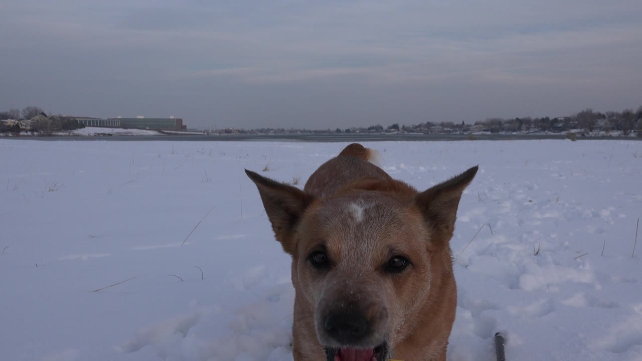 A brown dog stands very close to a ground-level camera in a snowy field in Westminster, Colorado, with distant buildings and no visible people.