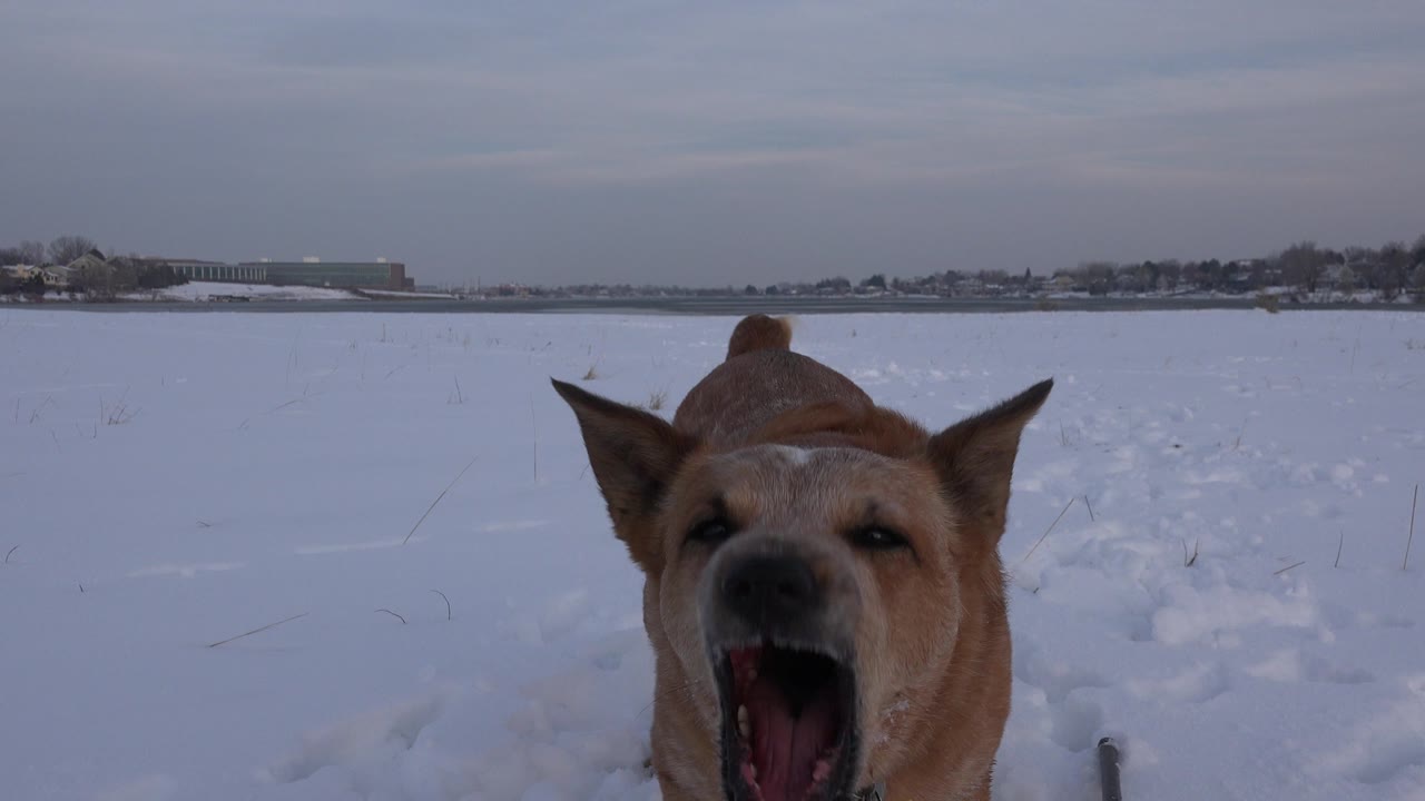 The brown dog faces the ground-level camera with its mouth open in the Westminster, Colorado snowfield, while the background remains a low line of buildings and trees with no visible people.