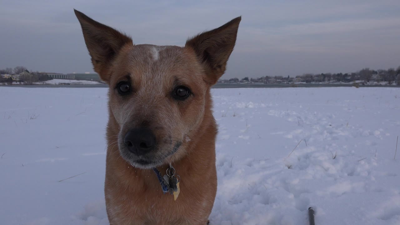 A brown dog with upright ears and a collar stands close to the camera in a snowy Westminster, Colorado field, with no visible people.