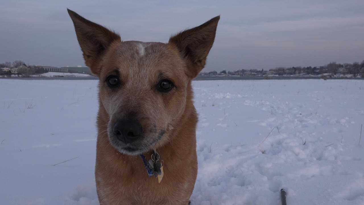 The brown dog remains near the lens in the Westminster snow, centered left with its collar visible and an empty snowy field behind it, with no visible people.