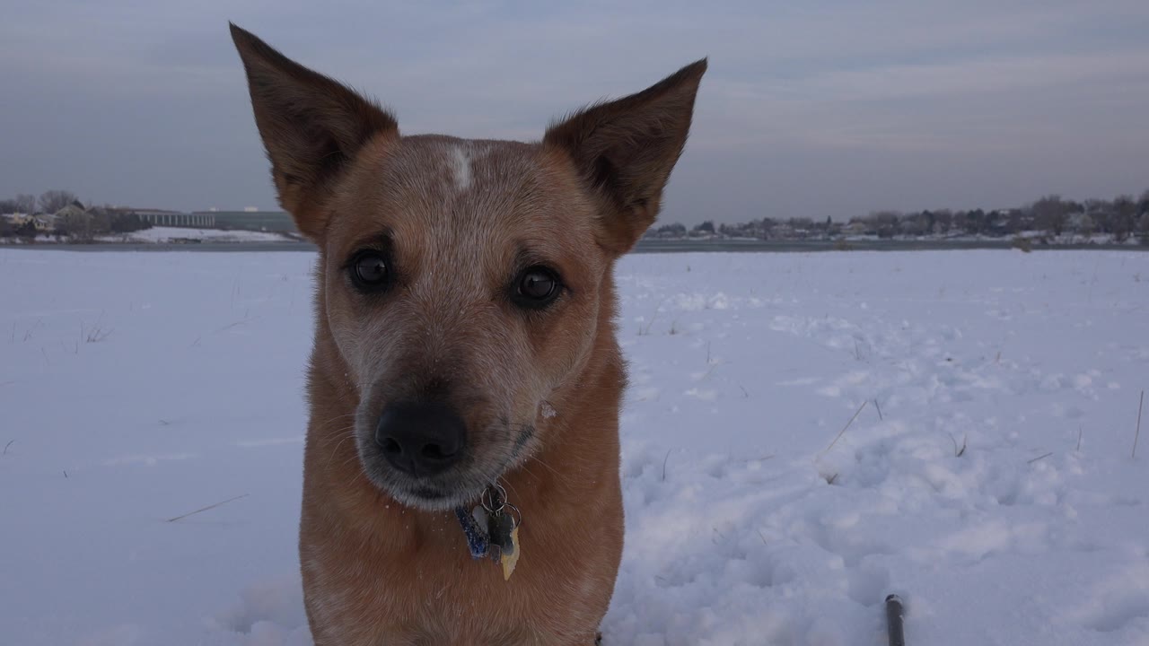 Brown dog looking at camera in a winter field.
