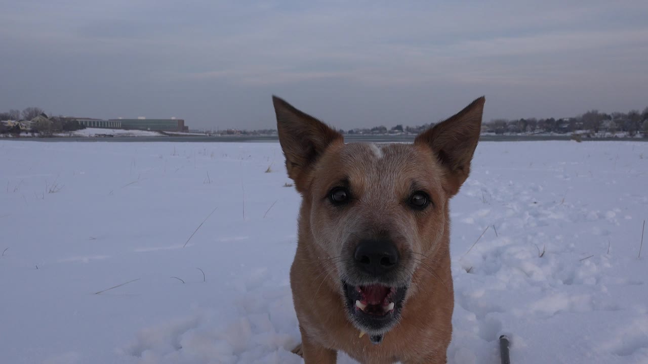 A tan dog faces the ground-level camera with its mouth open in a snowy Westminster, Colorado field, with distant buildings and no visible people.