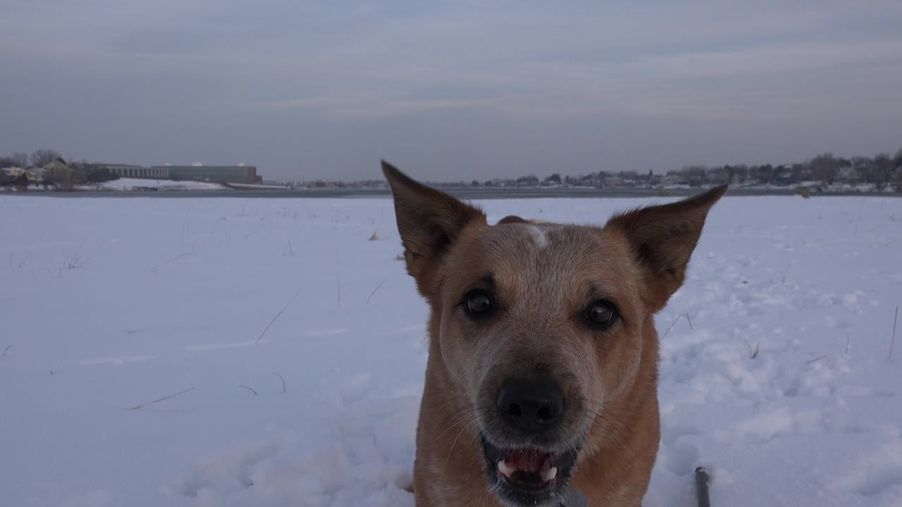 Close tan dog with ears wide in snowy outdoor landscape.