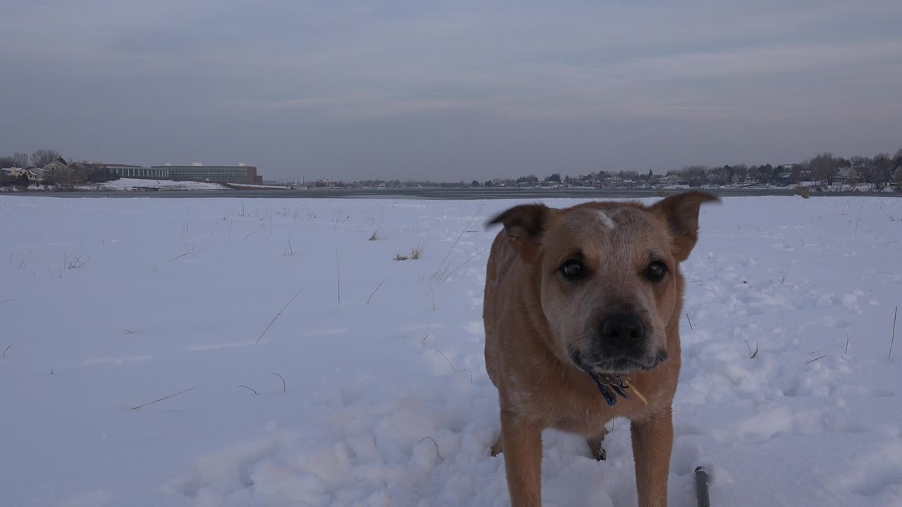 Tan dog stands near the camera in a snowy Westminster, Colorado field with distant buildings and trees behind it, no visible people.