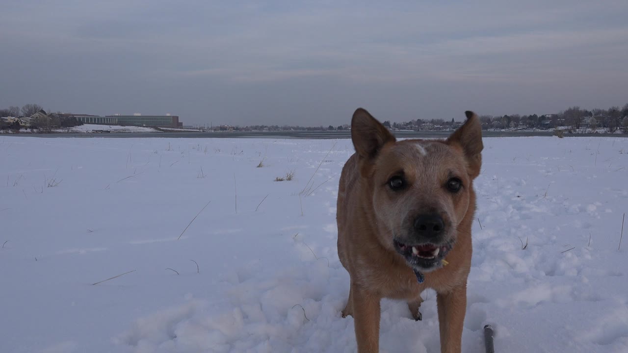 Tan dog faces forward with its mouth partly open in a snowy Westminster, Colorado field, with a low winter horizon and no visible people.
