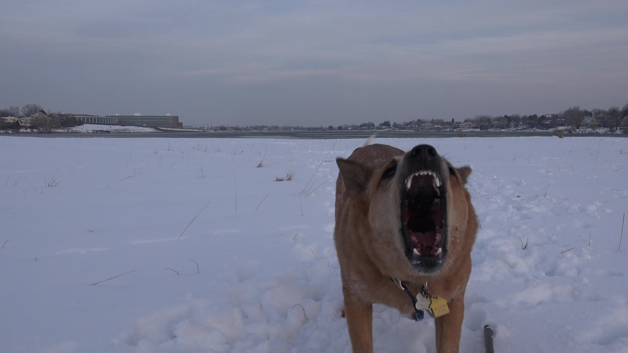 Tan dog barking with mouth wide open at the camera.