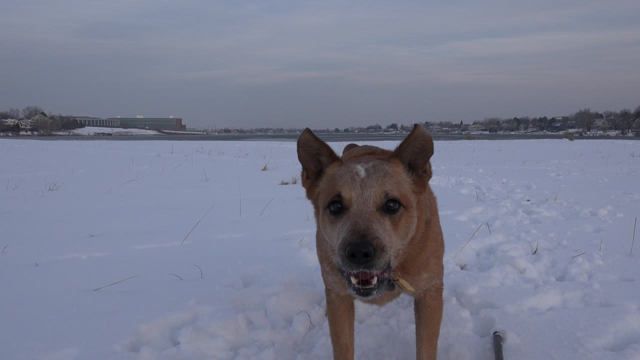 Tan dog close to camera in a snowy field.