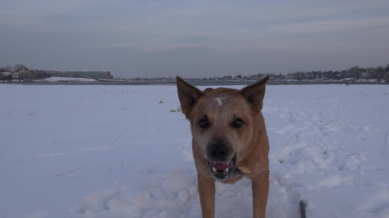 Tan dog remains centered and close to the ground-level camera in the snowy Westminster, Colorado landscape, with the open field stretching behind it and no visible people.