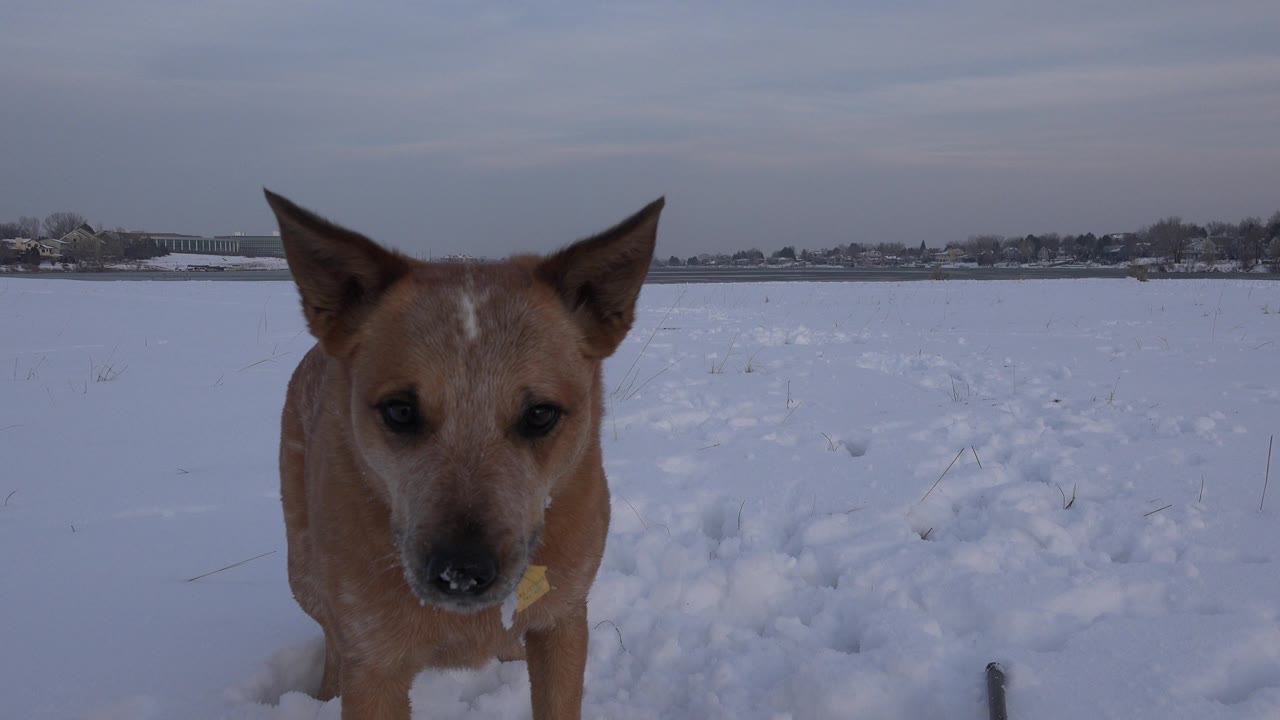 A tan dog faces the camera from snow-covered ground in Westminster, Colorado, with a wide field and low horizon behind it and no visible people.