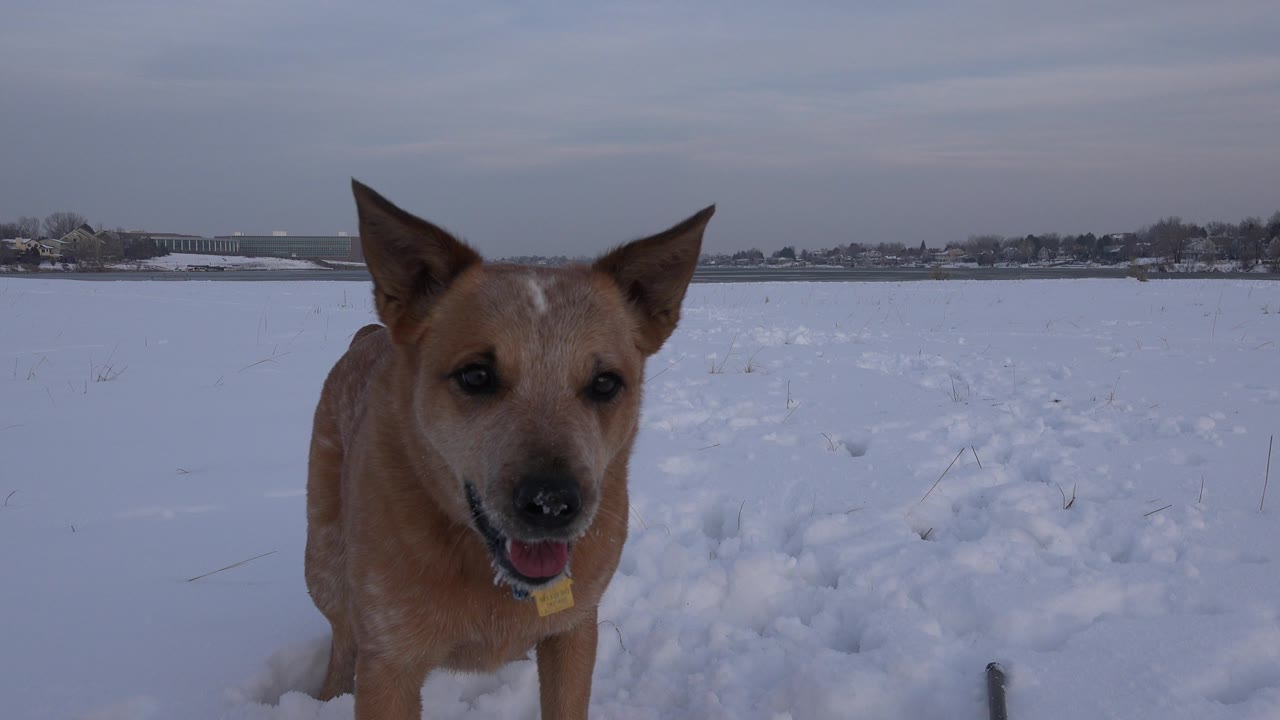 Tan dog barking in snow with mouth open.