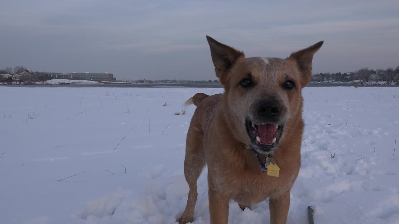 A tan dog faces a low camera in a snow-covered field in Westminster, Colorado, with distant buildings and no visible people.