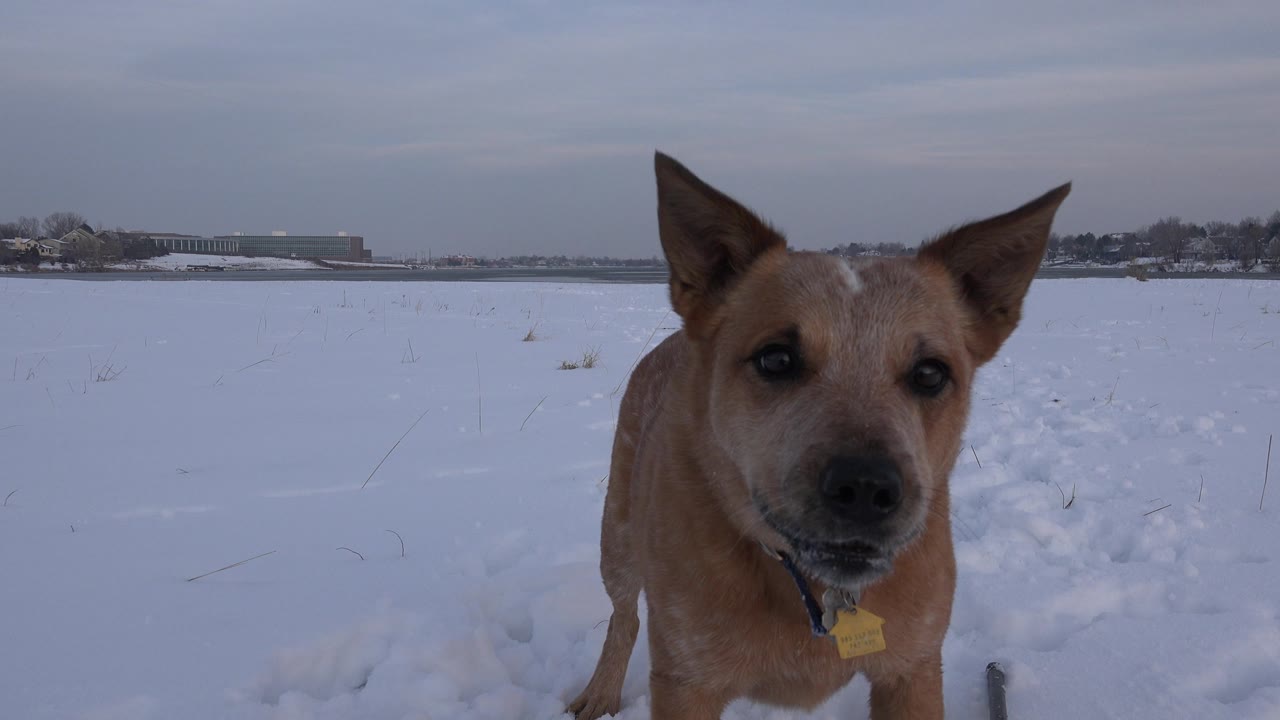 Dog close to the right side of the frame in snow