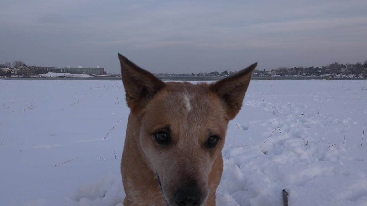Tan dog faces the camera from very close range in a snowy Westminster, Colorado field, with a low distant horizon and no visible people.
