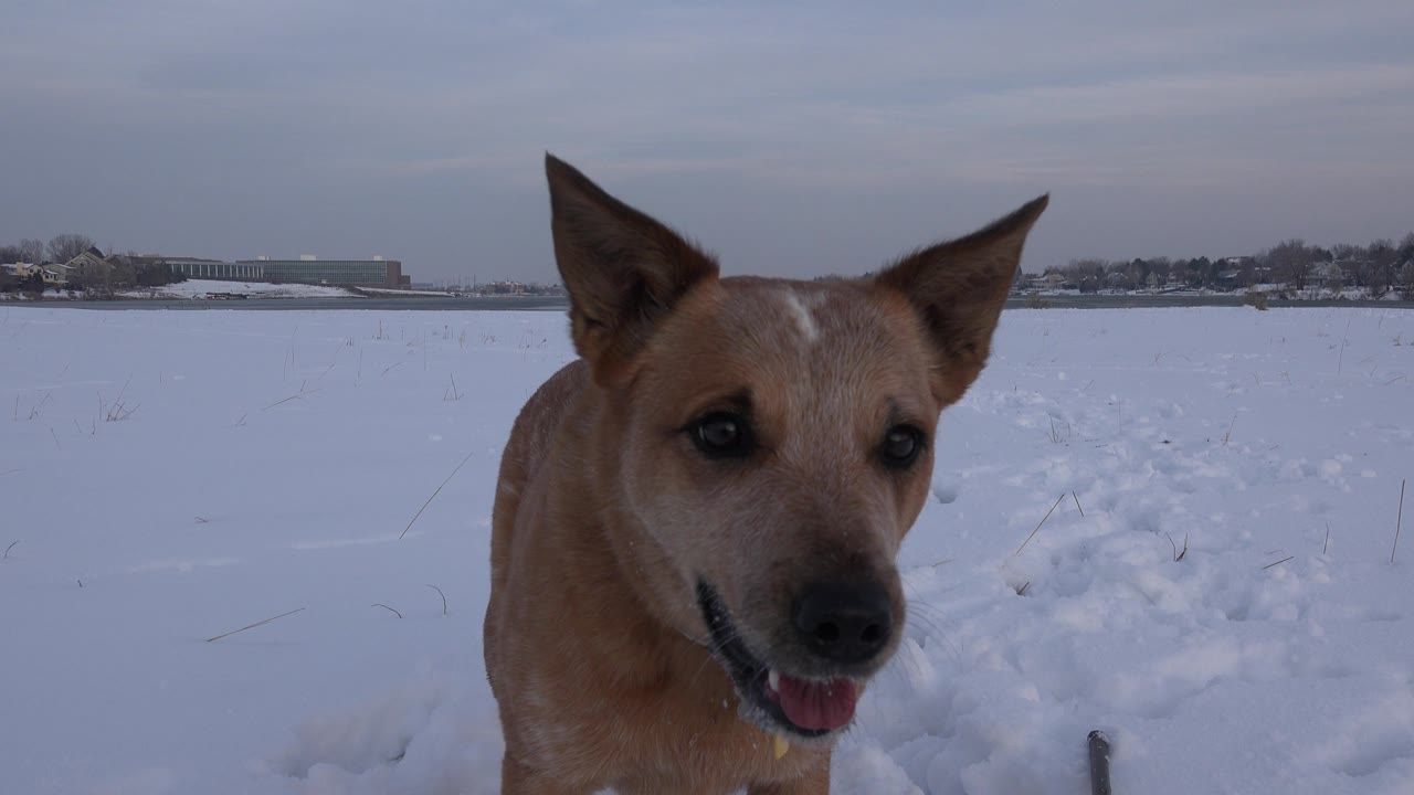 Dog at right side of frame with mouth open in snow.