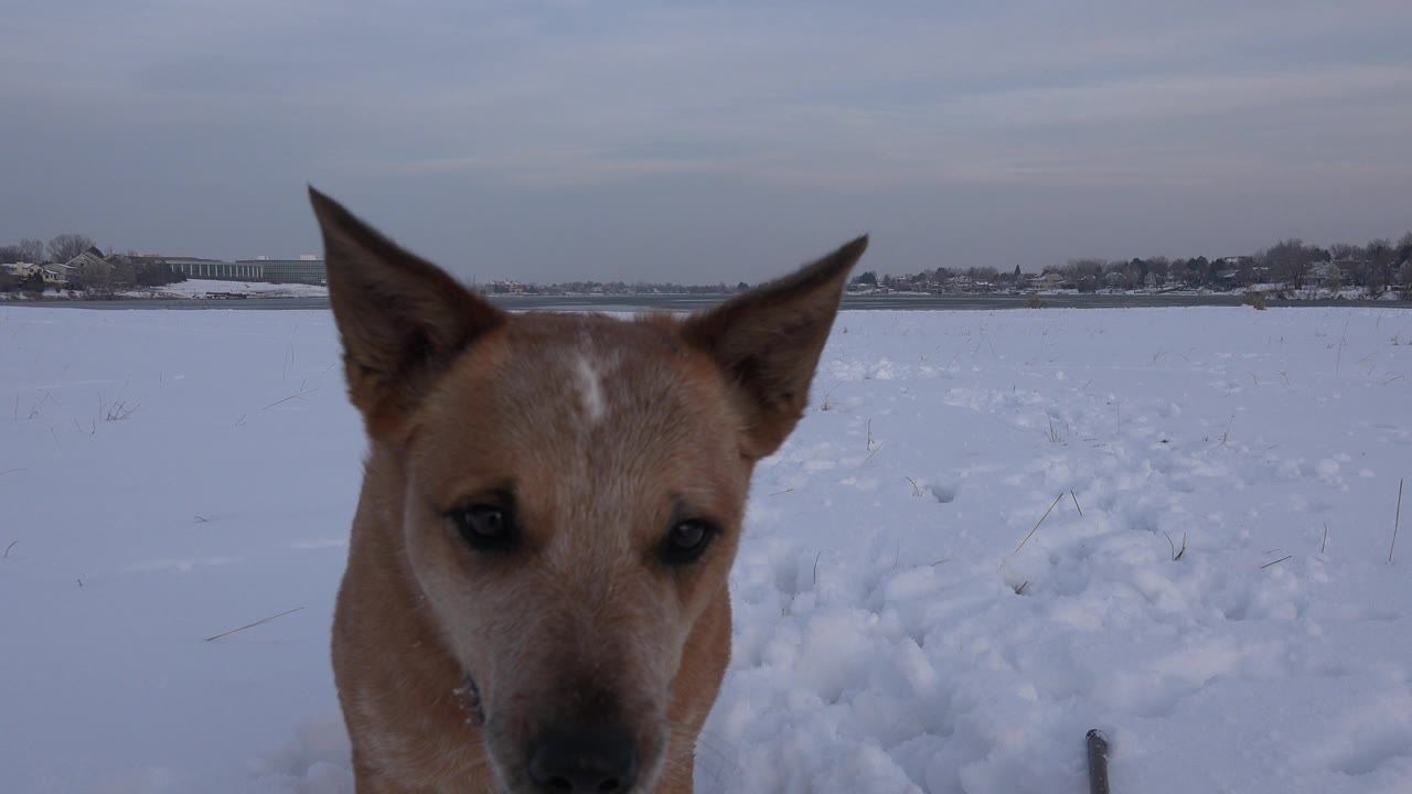 Tan dog close to the camera in a snowy field.