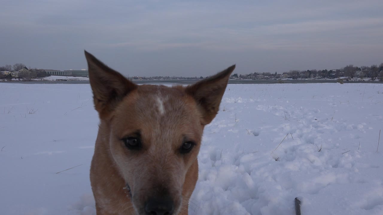 The tan dog remains centered near the foreground, looking toward the camera over tracked snow in Westminster, Colorado, with no visible people.
