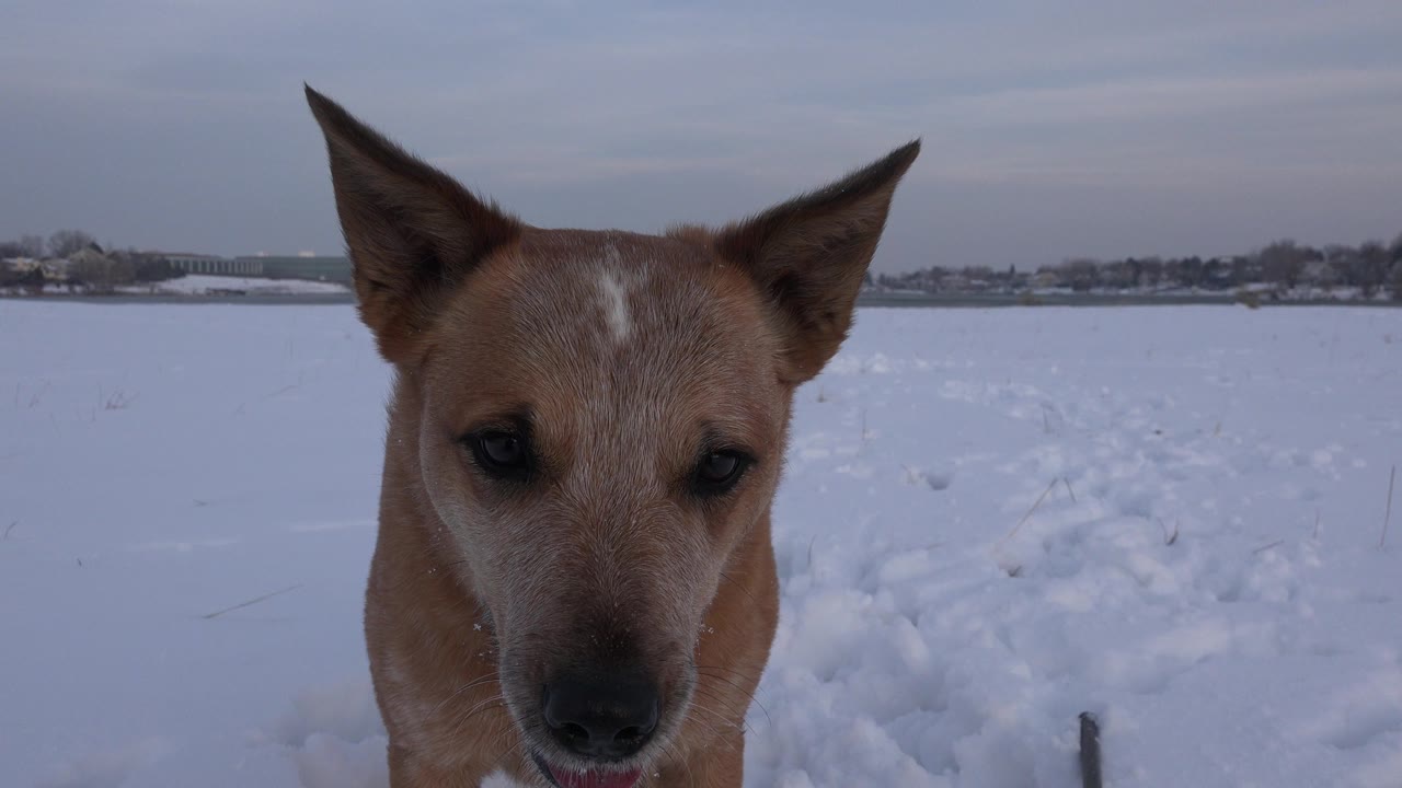 A brown dog faces the camera at close range in a snowy field in Westminster, Colorado, with distant trees and buildings behind it and no visible people.