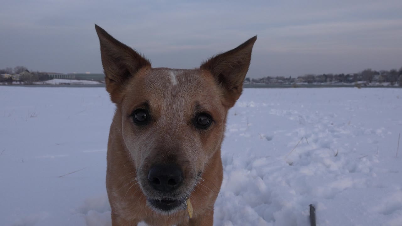 Brown dog facing forward with mouth slightly open in snow.