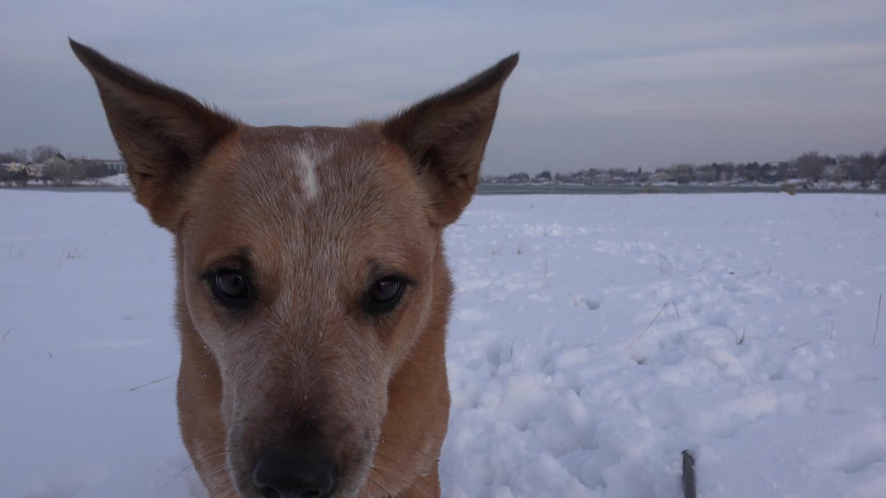 Tan dog close to camera in a snowy field