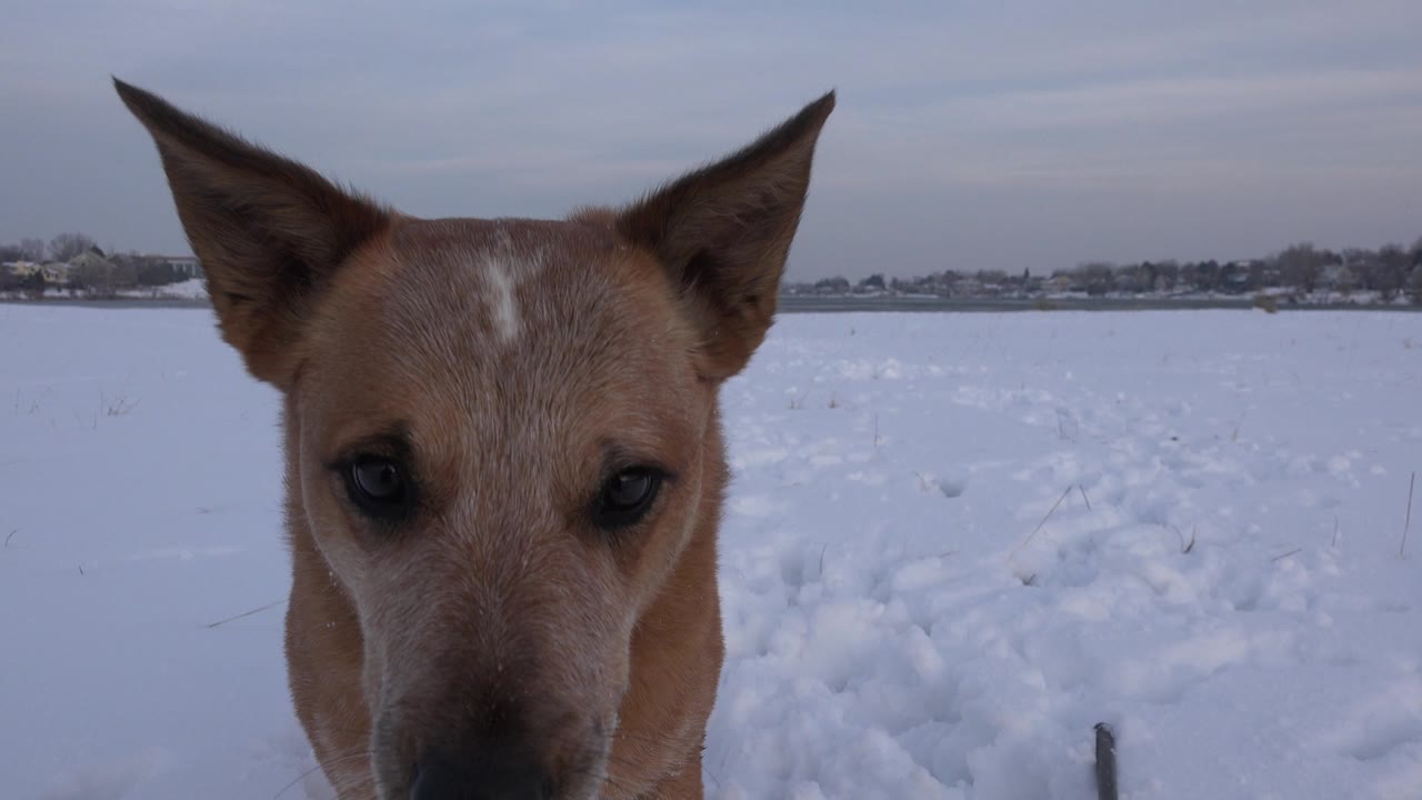 The dog's face sits near the center foreground with ears upright, backed by a pale snowy Westminster, Colorado field and no visible people.