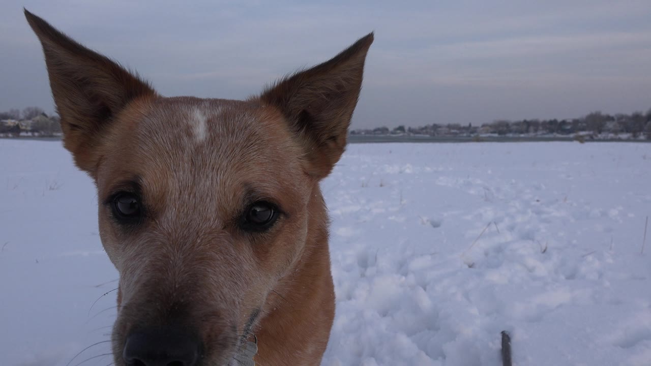The tan dog looks toward the camera from the foreground while the snow-covered Westminster, Colorado landscape stretches behind it with no visible people.