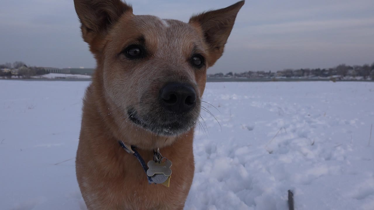 A tan dog with upright ears stands close to the lens in a snowy Westminster, Colorado field, with a distant horizon and no visible people.