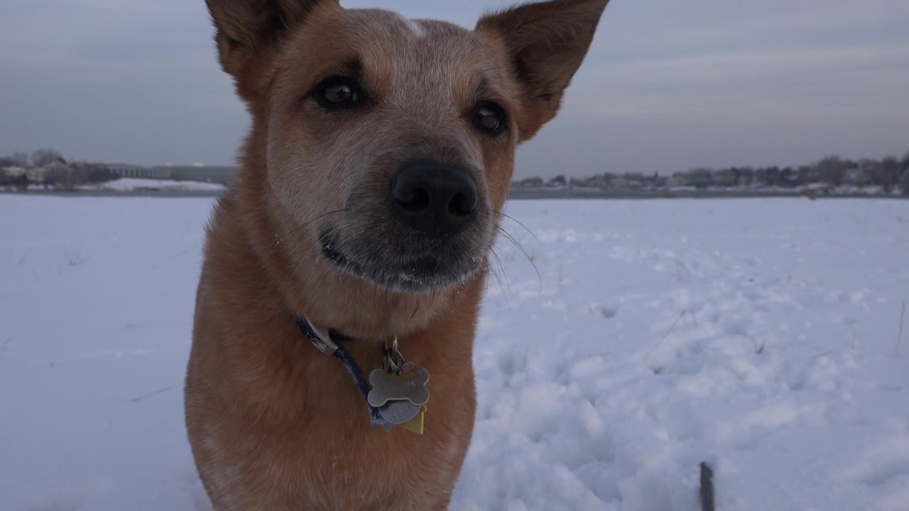A brown dog with upright ears stands close to the lens in a snowy Westminster, Colorado field, with a distant horizon and no visible people.