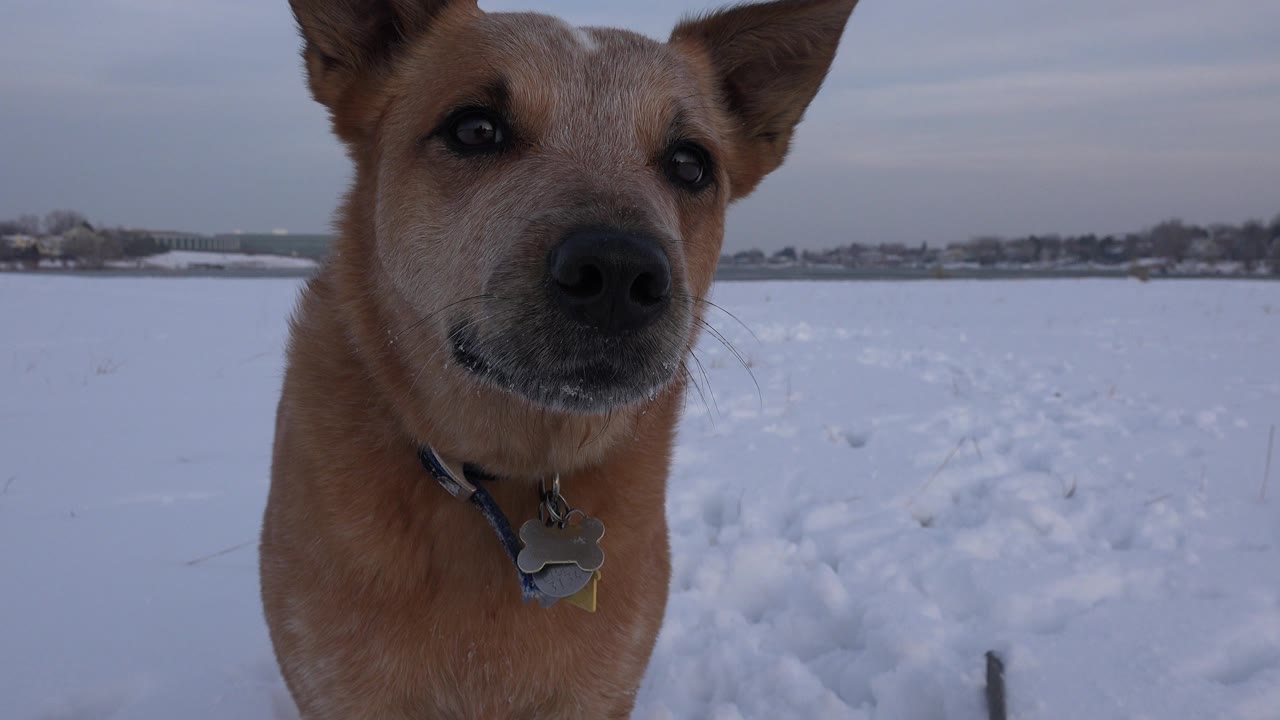 The dog remains close to the ground-level camera in Westminster, Colorado, facing forward with snow tracks and a low skyline behind it, and no visible people.