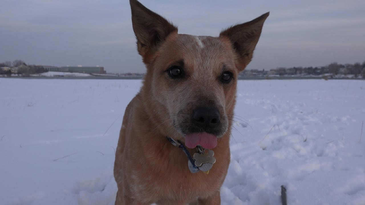 Brown dog pants near the camera in snow.