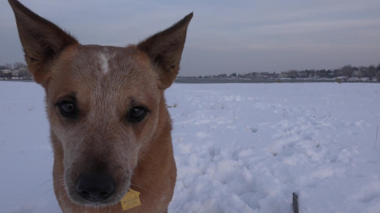 A tan medium-sized dog faces the camera at close range in a snowy Westminster, Colorado field with a distant low horizon and no visible people.