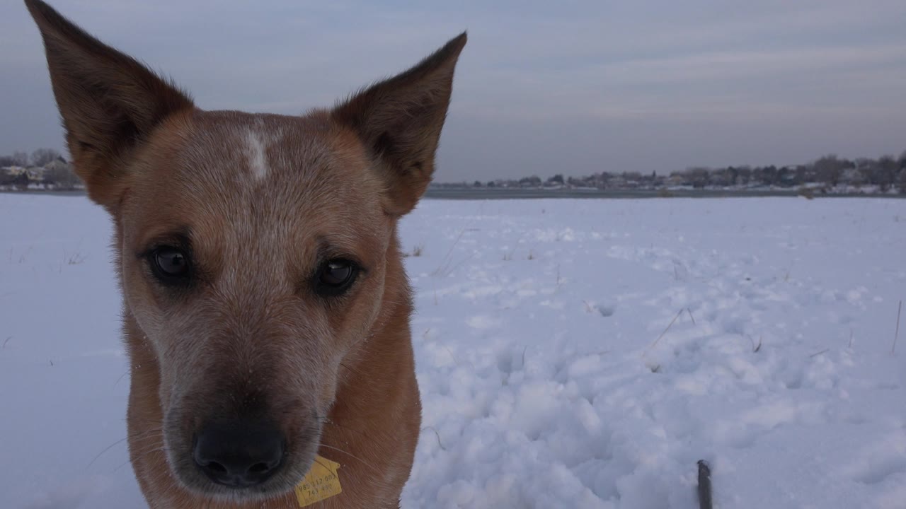 The tan dog stays centered and alert in the snow, with upright ears, a muted winter sky, and no visible people in the Westminster, Colorado frame.