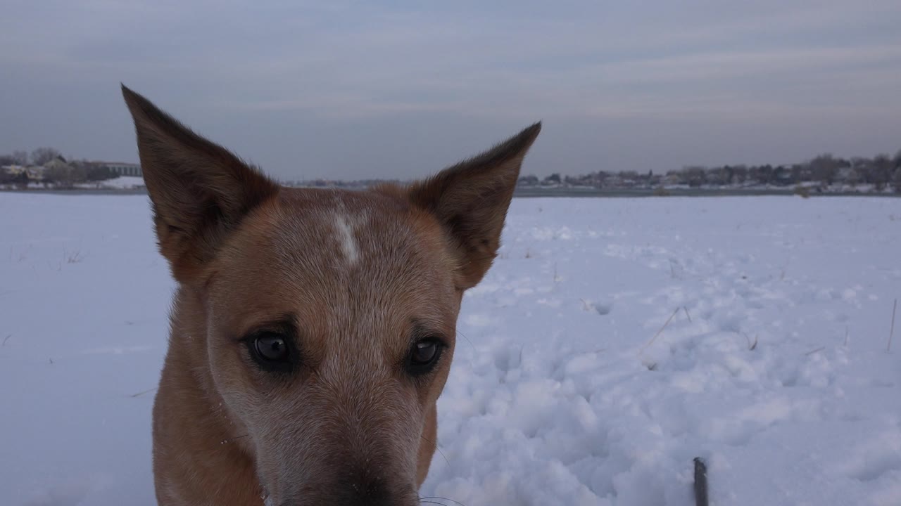 Tan dog partly lower in frame against snowy field.