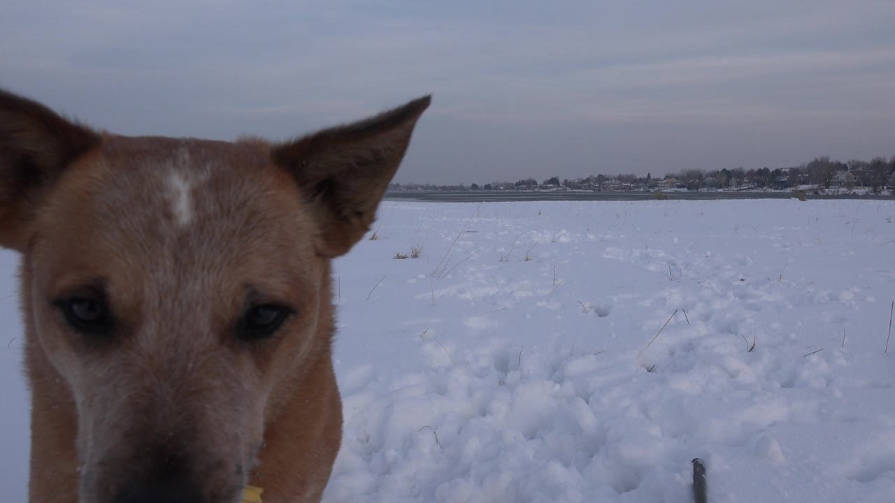 At 0:00, a brown dog is cropped close on the left side of the frame in a snowy Westminster, Colorado field with a gray sky and no visible people.