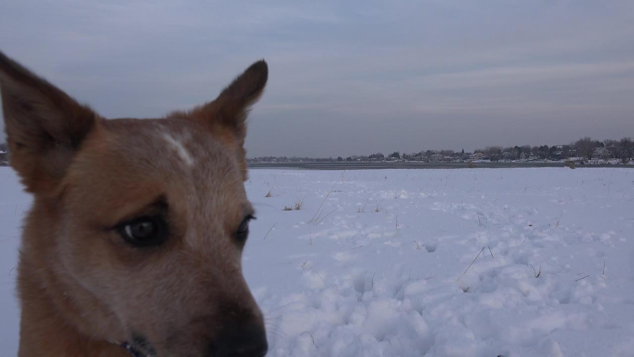 Brown dog turned slightly to the side in snowy landscape