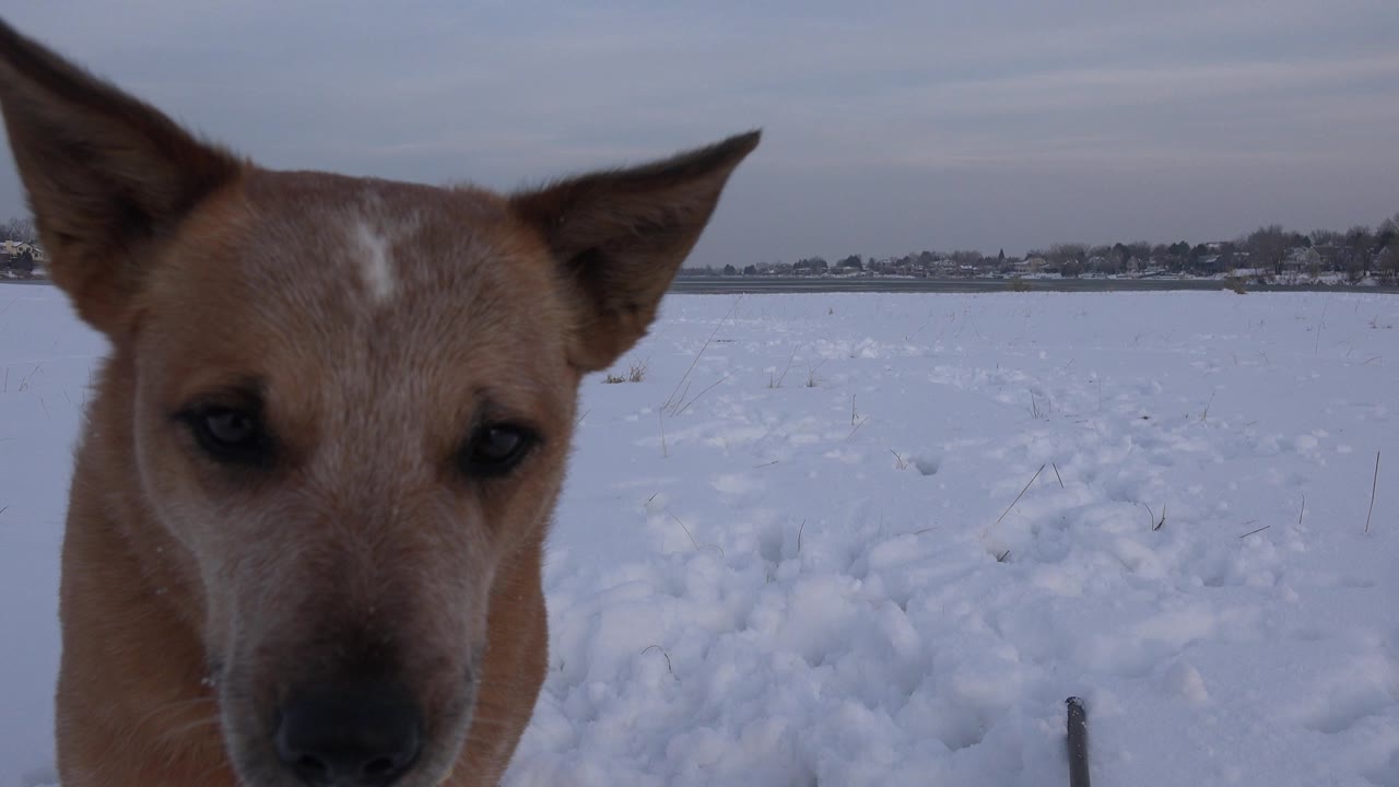 Brown pointy-eared dog close to camera in a snowy field.