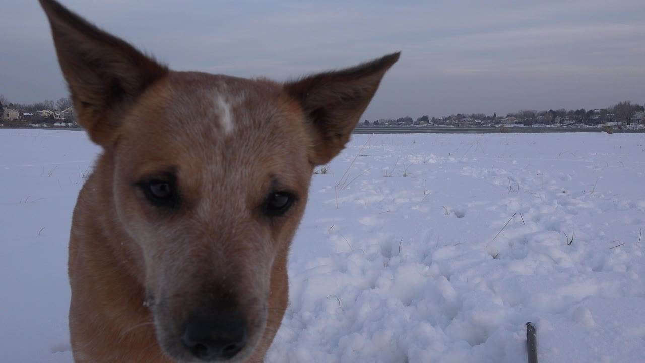 Tan dog close to the camera in a snowy field.