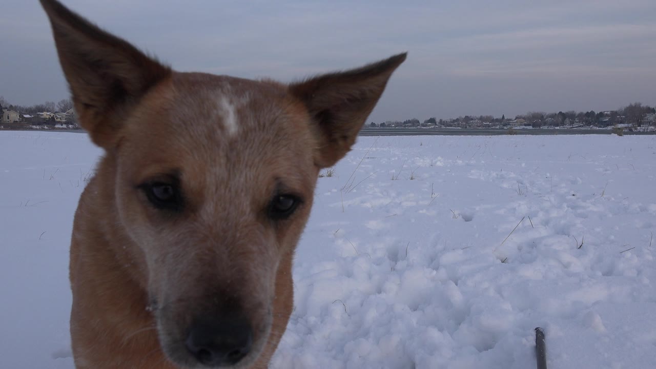 The dog faces forward near the center-left of the frame in Westminster, Colorado, with snow tracks behind it and no visible people.