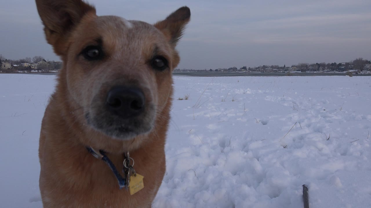 Tan dog close to camera in a snowy field.