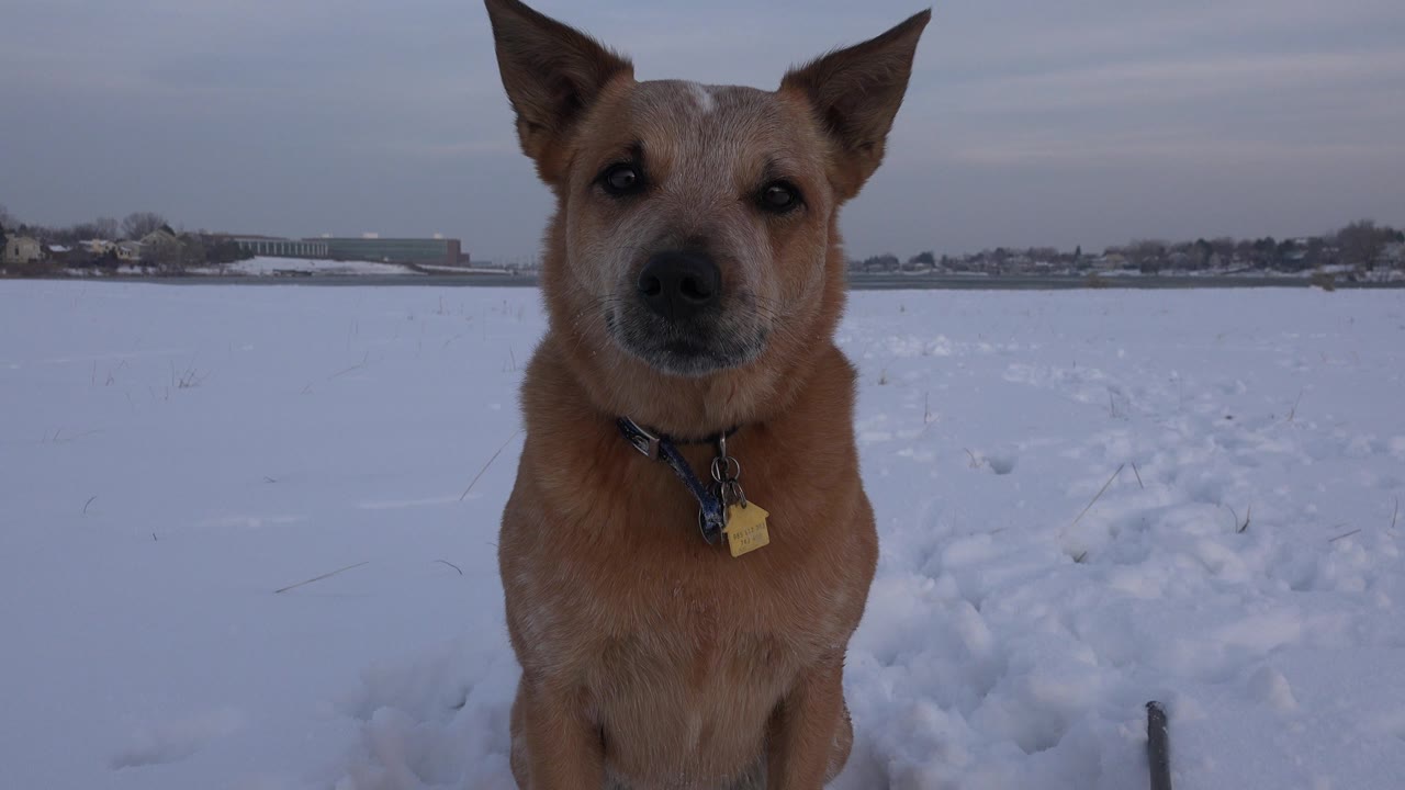 Tan dog facing camera in a snowy field