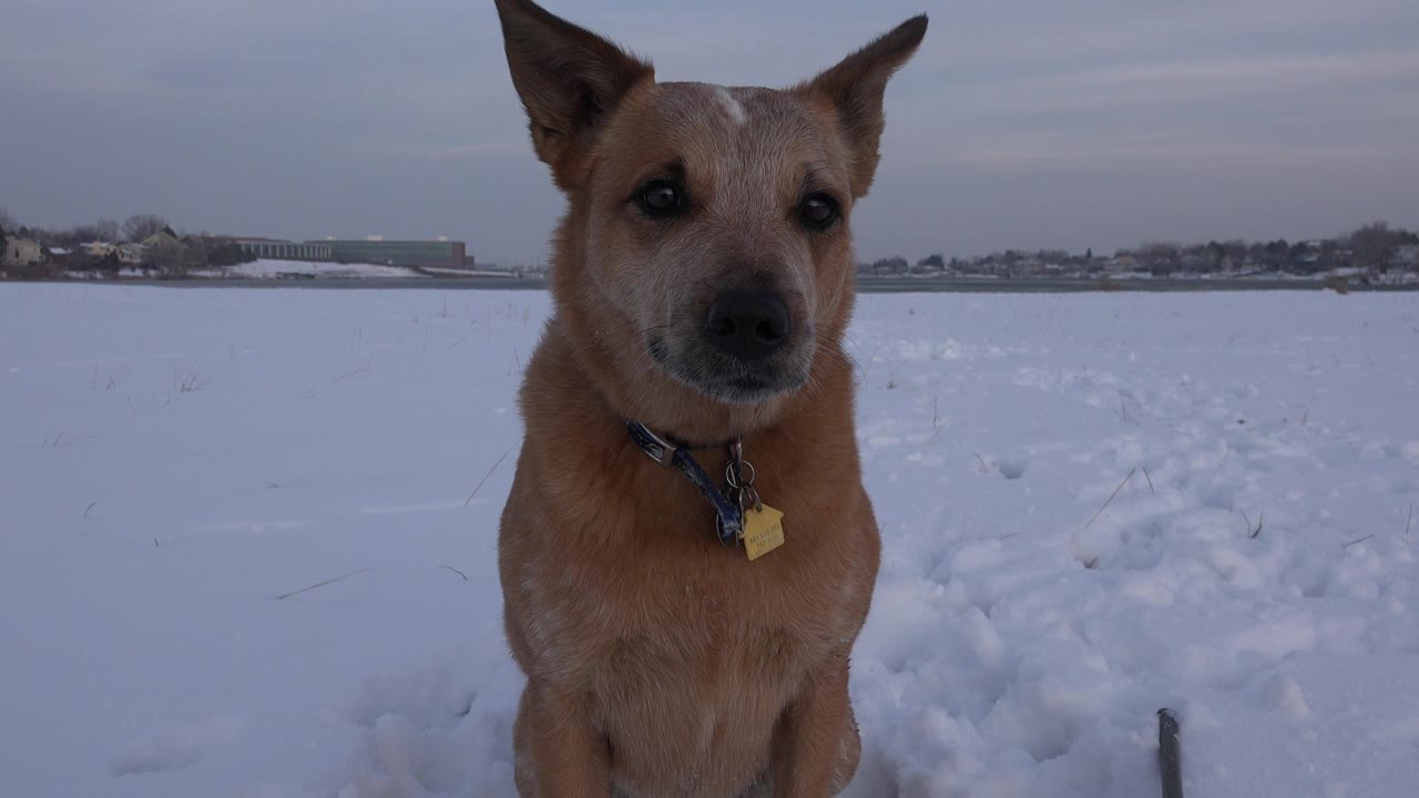 A tan-brown dog faces the camera from a snowy field in Westminster, Colorado, with distant buildings on the horizon and no visible people.