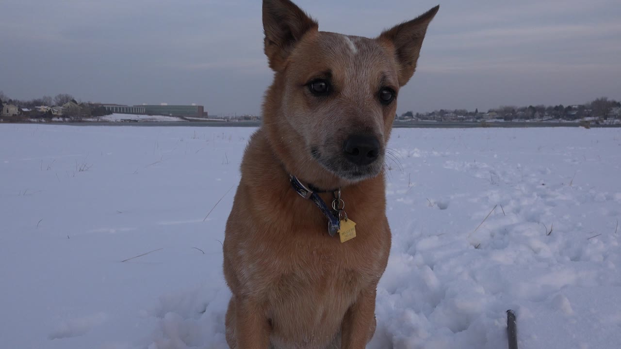 A tan small dog faces the camera from the foreground of a snowy field in Westminster, Colorado, with distant low buildings and no visible people.