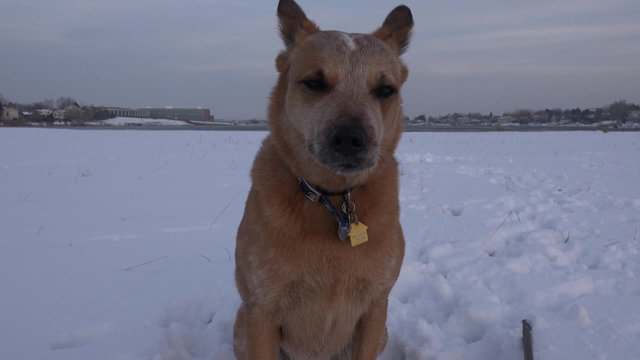 Dog looking slightly off camera in snowy field.