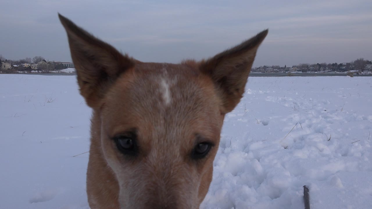 A tan dog faces the camera from very close range in a snowy Westminster, Colorado field, with distant buildings on the horizon and no visible people.