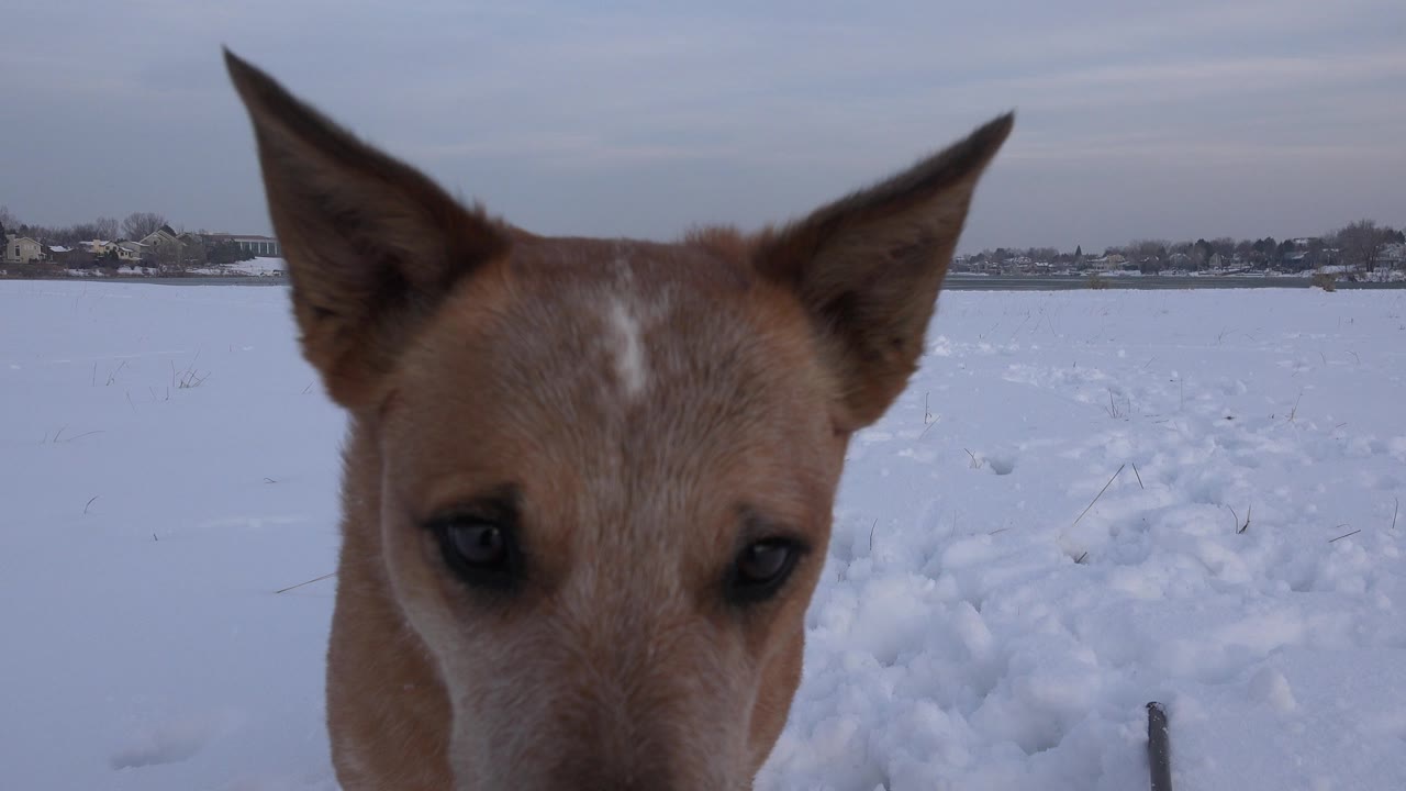 The dog's head and ears fill the foreground while packed snow and a low horizon remain visible behind it in Westminster, Colorado, with no visible people.