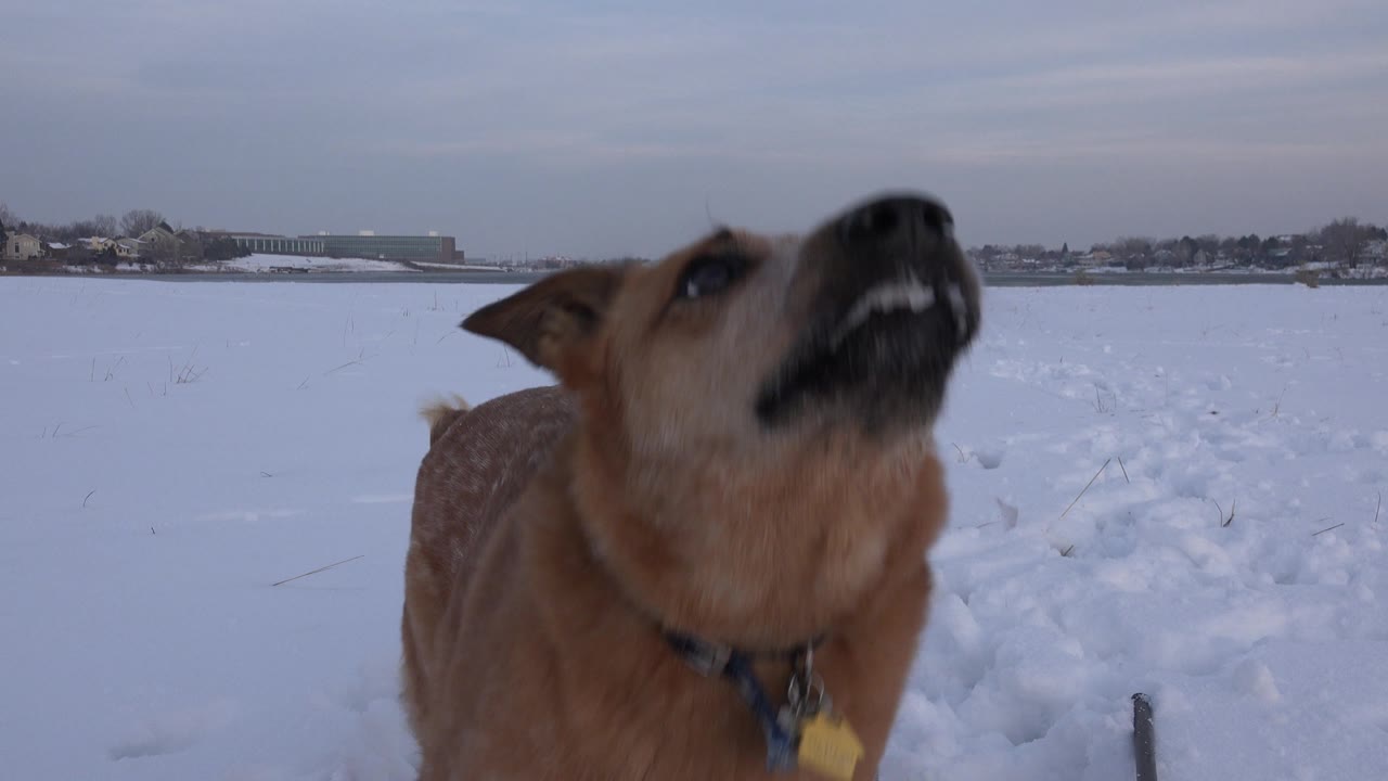 Dog looks upward with mouth partly open in snow.