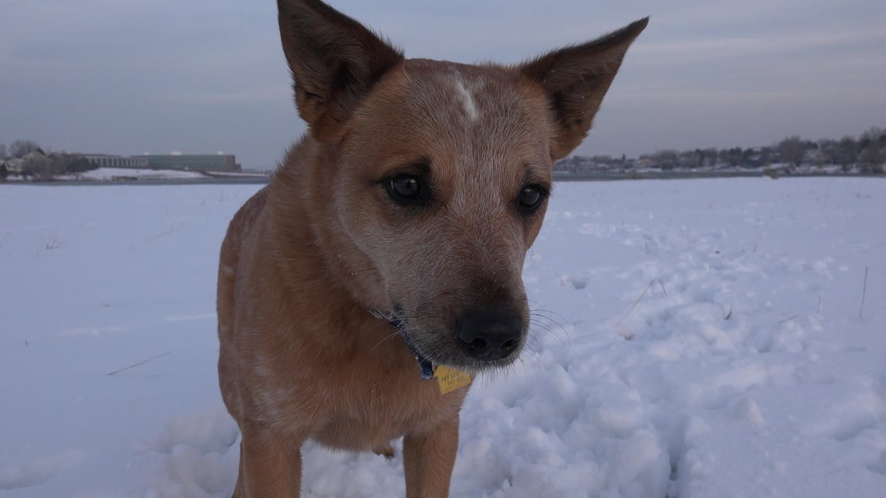 A brown dog with a collar stands very close to the camera in a snowy Westminster, Colorado field, with open snow and a grey sky behind it and no visible people.