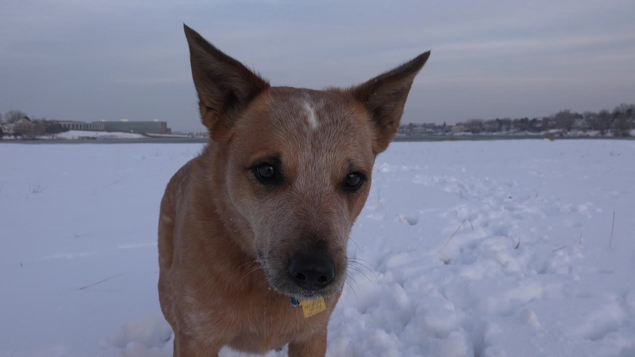 Brown dog centered in a snowy open field.