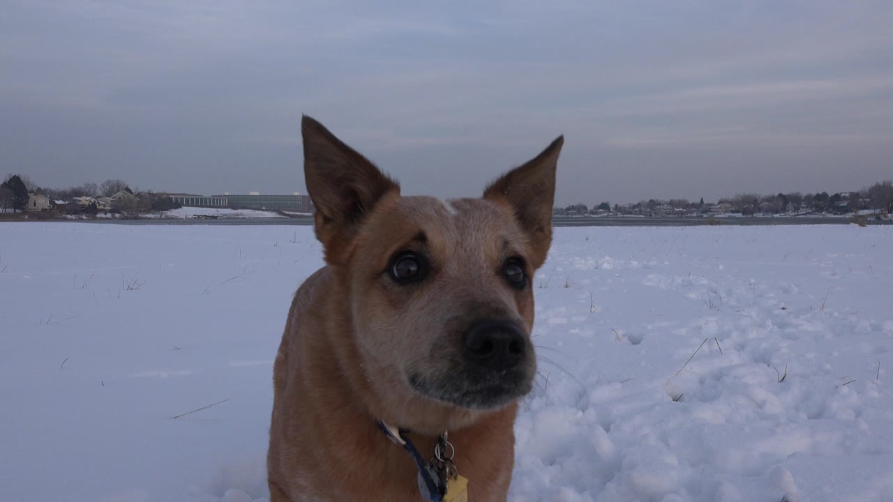 Tan dog close to camera in a snowy field.