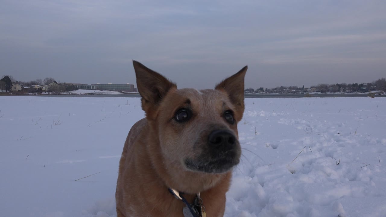 Tan dog faces slightly left of the camera in a snow-covered Westminster, Colorado field, with its collar visible and no visible people.