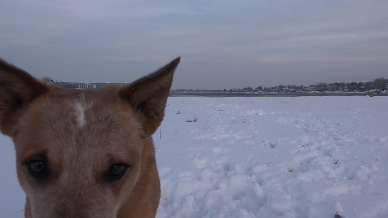A tan dog face enters close to the left foreground in a snowy Westminster, Colorado field, with a distant horizon and no visible people.